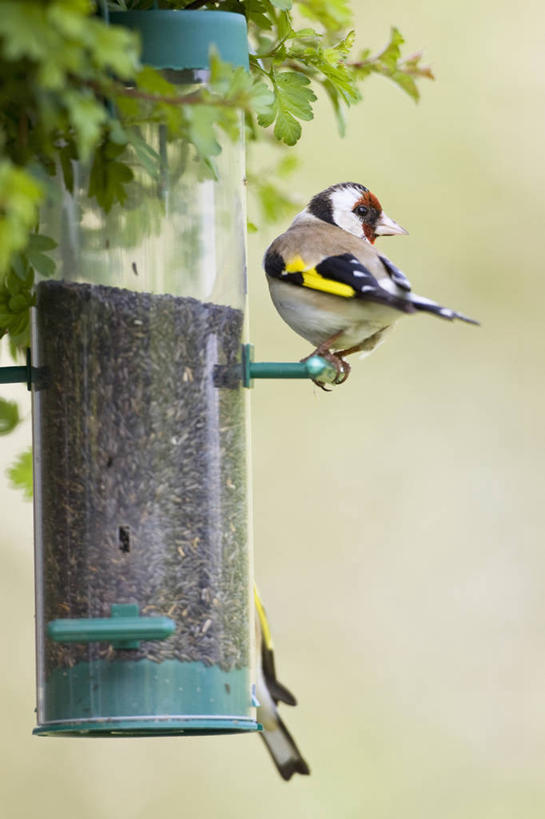 无人,竖图,彩色,室外,特写,白天,留白,侧面,美景,野生动物,塑胶,景观,种子,标记,背面,自然,景色,摄影,五颜六色,色彩斑斓,自然风光,五彩缤纷,金翅雀,五彩斑斓,喂养,式样,五光十色,彩图,对焦