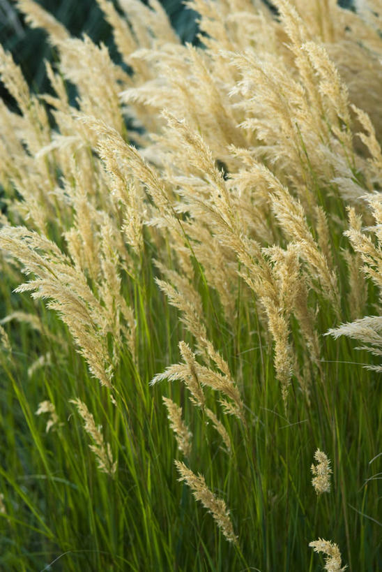 无人,竖图,室外,特写,白天,留白,美景,植物,叶子,景观,草,花,自然,奶油,景色,摄影,生长,脆弱,清新,自然风光,观赏草,柔和,针茅,彩图,对焦,多年生植物