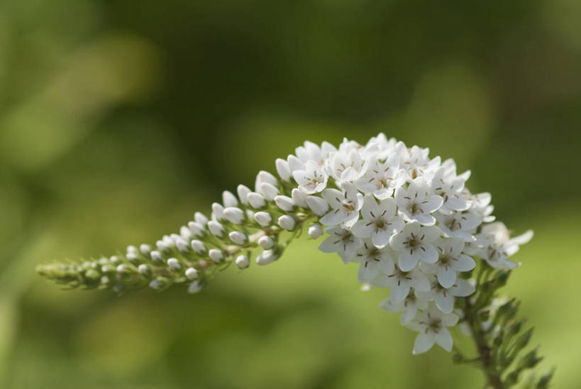 无人,横图,室外,特写,白天,美景,植物,盛开,景观,花蕾,花,花瓣,花朵,鲜花,一朵,一个,白色,自然,夏天,花苞,花蕊,景色,摄影,单个,锋利,尖锐,自然风光,珍珠菜,彩图,对焦