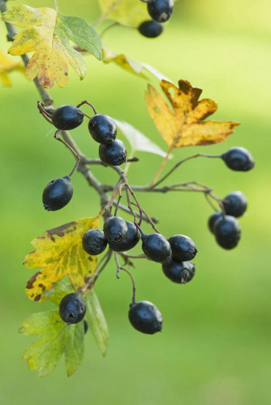 无人,竖图,室外,特写,白天,留白,美景,植物,浆果,叶子,景观,褐色,枝,饮食,黄色,黑色,自然,山楂树,景色,季节,转,摄影,生长,灌木,脆弱,自然风光,柔焦,改变,落叶树,彩图,对焦