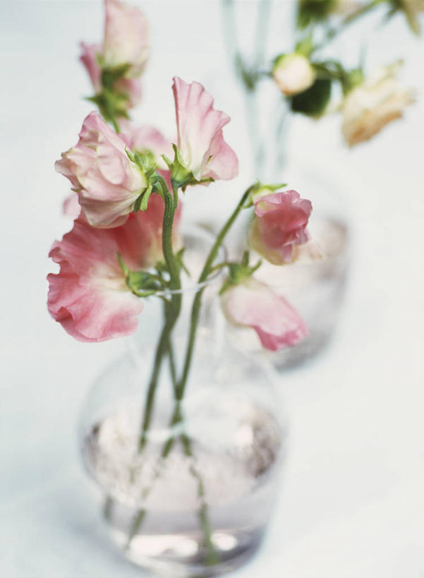 无人,竖图,室内,特写,白天,美景,植物,景观,香豌豆,花,排列,粉色,自然,花束,夏天,景色,摄影,自然风光,彩图,对焦