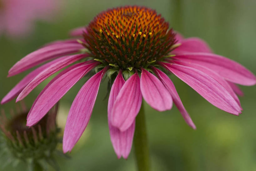 无人,横图,室外,特写,白天,留白,美景,植物,盛开,景观,花蕾,花,花瓣,花朵,鲜花,一朵,粉色,自然,夏天,花苞,花蕊,景色,摄影,金花菊,明亮,清新,自然风光,紫锥花,柔焦,彩图,对焦,多年生植物