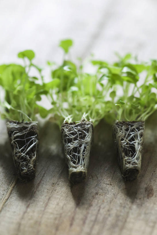 无人,竖图,特写,白天,留白,农业,美景,植物,桌子,叶子,一排,整齐,木制,景观,园艺,根部,排列,三个,自然,景色,摄影,生长,队列,清新,自然风光,柔焦,秧苗,开端,彩图,对焦,半边莲属