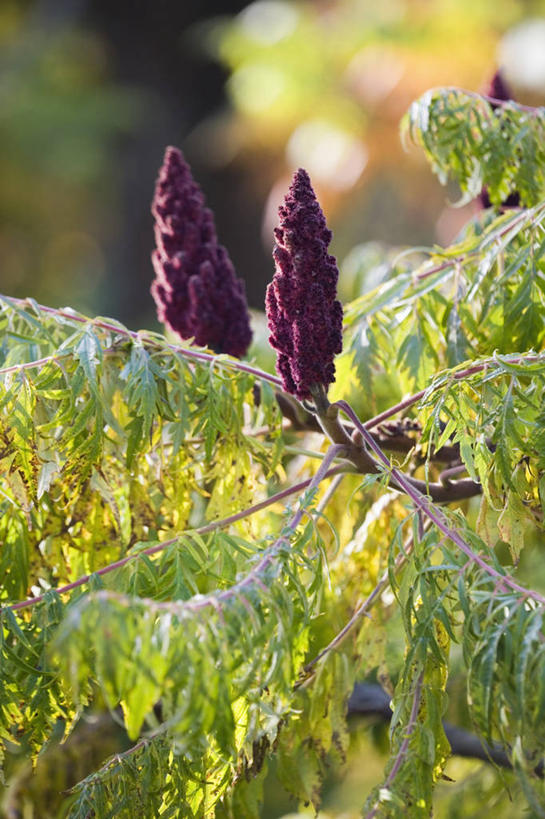 无人,竖图,室外,特写,白天,留白,美景,太阳,植物,叶子,日光,景观,枝,花,花瓣,树,紫色,自然,景色,摄影,自然风光,落叶树,漆树,秋天,彩图,对焦