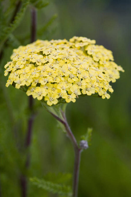 无人,竖图,室外,特写,白天,留白,美景,植物,景观,花,花瓣,黄色,自然,夏天,景色,摄影,生长,脆弱,清新,自然风光,柔焦,苍白,西洋蓍草,彩图,对焦