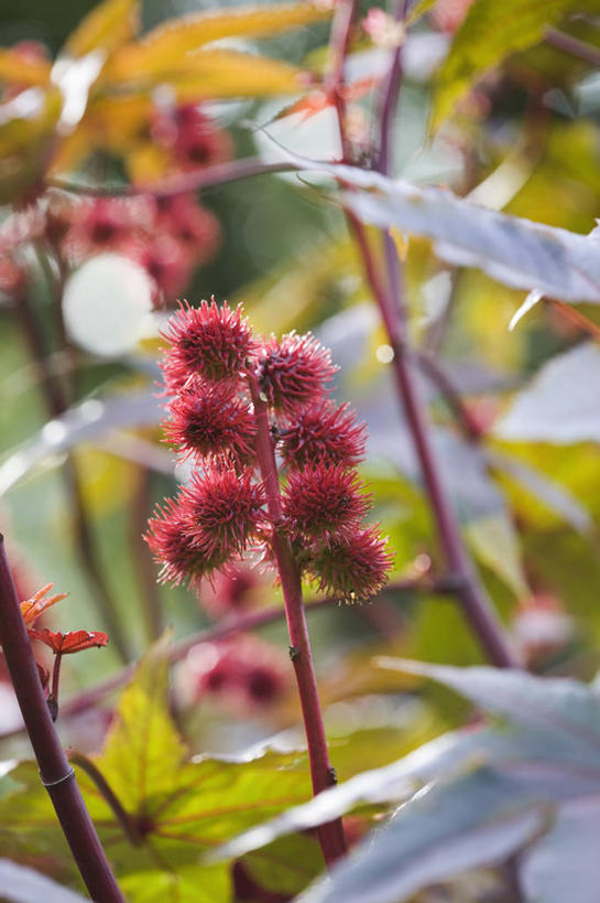 无人,竖图,室外,特写,白天,美景,太阳,植物,浆果,叶子,日光,景观,红色,自然,景色,摄影,生长,明亮,热带气候,清新,自然风光,青铜,蓖麻子,彩图,对焦