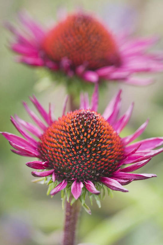 无人,竖图,室外,特写,白天,美景,景观,花,两个,粉色,自然,夏天,景色,摄影,自然风光,紫锥花,彩图,全画面,全框架,全帧,全画幅,多年生植物