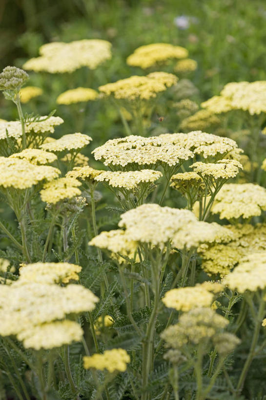 无人,竖图,室外,特写,白天,美景,植物,景观,花,黄色,自然,夏天,景色,摄影,自然风光,西洋蓍草,彩图,全画面,全框架,全帧,全画幅