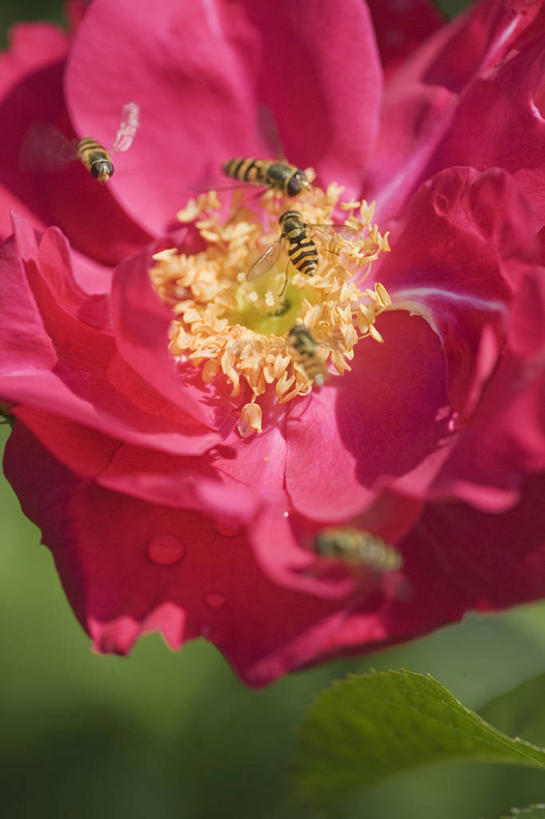 无人,竖图,室外,特写,白天,美景,玫瑰,野生动物,昆虫,景观,粉色,自然,夏天,景色,摄影,自然风光,花粉,授粉,收集,食蚜蝇,彩图