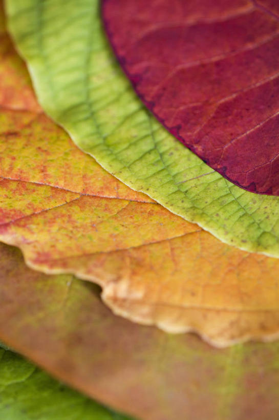 无人,竖图,俯视,彩色,室外,特写,白天,背景,彩虹,美景,枫树,叶子,形状,景观,树,红色,自然,橙色,景色,季节,摄影,多样,五颜六色,色彩斑斓,自然风光,橡树,五彩缤纷,落叶树,肌理,五彩斑斓,五光十色,漆树,叶脉,秋天,彩图,高角度拍摄,全画面,全框架,全帧,全画幅