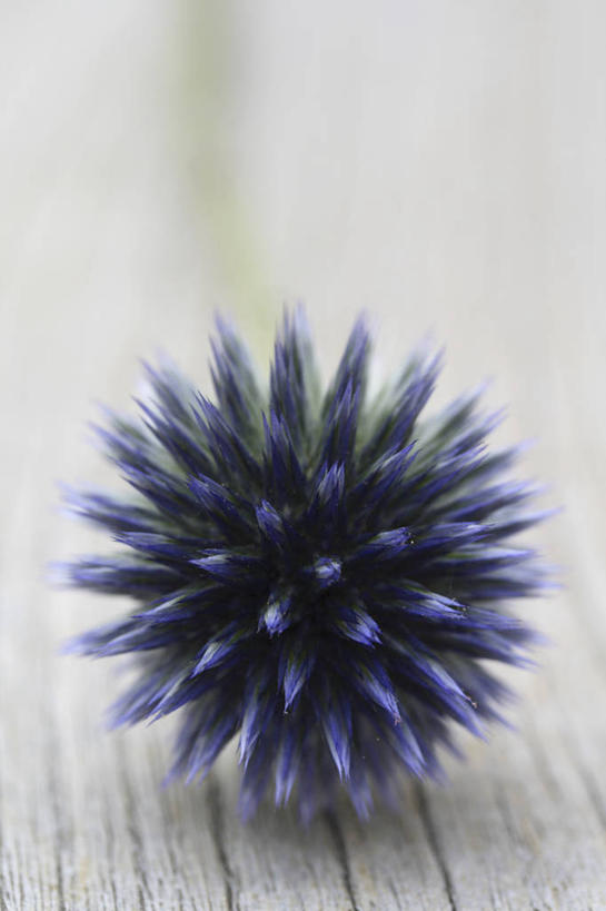 无人,竖图,室内,特写,白天,白色背景,农业,农作物,美景,植物,商品,景观,花,一个,蓝色,紫色,白色,灰色,自然,纪念品,夏天,蓟,景色,摄影,单个,环境,锋利,尖锐,清新,提示,自然风光,蓝刺头,彩图,影棚拍摄