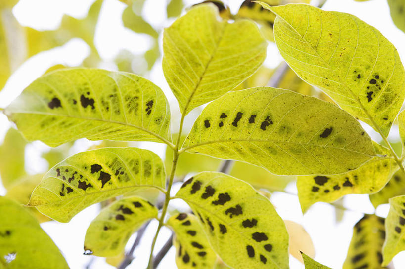 无人,横图,室外,特写,白天,美景,植物,叶子,景观,树,黄色,绿色,自然,景色,季节,摄影,环境,明亮,清新,自然风光,落叶树,胡桃树,秋天,彩图