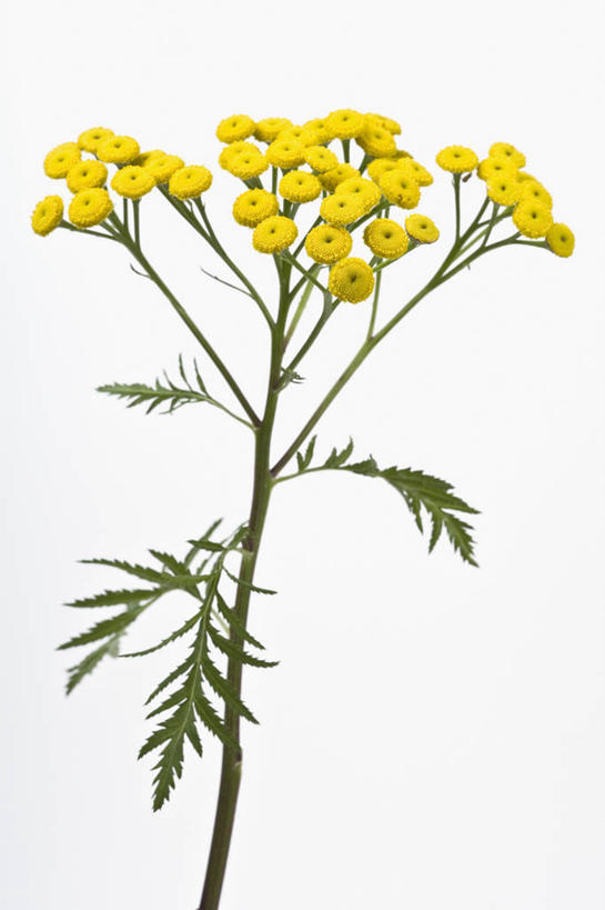 无人,竖图,彩色,室内,特写,留白,美景,植物,叶子,景观,花,花瓣,黄色,绿色,自然,菊花,景色,摄影,影棚,五颜六色,环境,明亮,色彩斑斓,艾菊,草本,清新,自然风光,摄影棚,五彩缤纷,五彩斑斓,五光十色,设计,彩图,影棚拍摄,拍摄