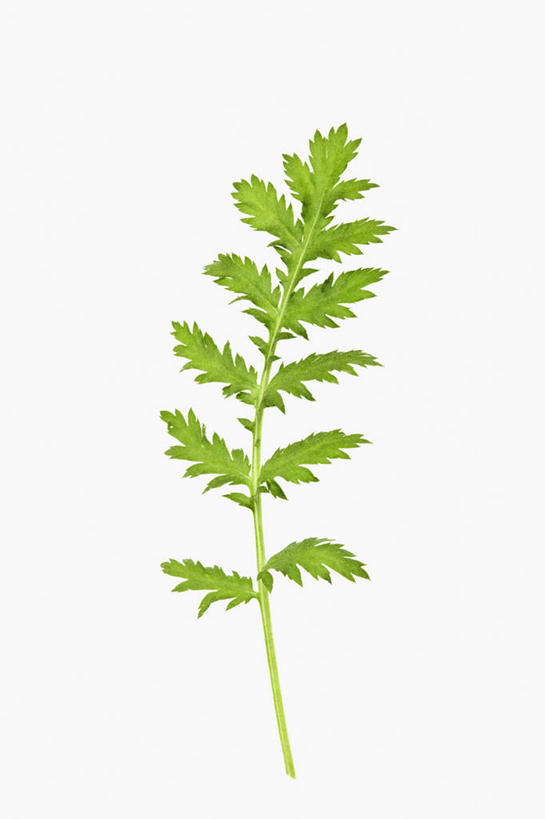 无人,竖图,彩色,室内,特写,留白,美景,植物,叶子,药,景观,绿色,自然,医疗用品,菊花,景色,摄影,影棚,五颜六色,环境,明亮,色彩斑斓,艾菊,草本,清新,自然风光,摄影棚,五彩缤纷,五彩斑斓,五光十色,设计,彩图,影棚拍摄,拍摄