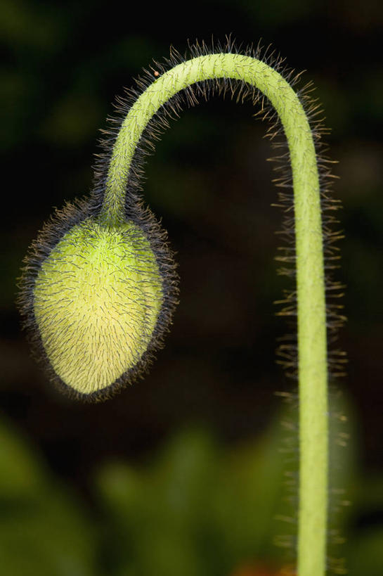 无人,竖图,室外,特写,白天,留白,美景,植物,关闭,景观,茎,毛茛,草药,药草,花蕾,中药,一个,自然,夏天,景色,摄影,生长,单个,环境,封闭,清新,自然风光,药材,中草药,中药材,本草,肌理,老虎脚爪草,鱼疔草,冰岛罂粟,彩图