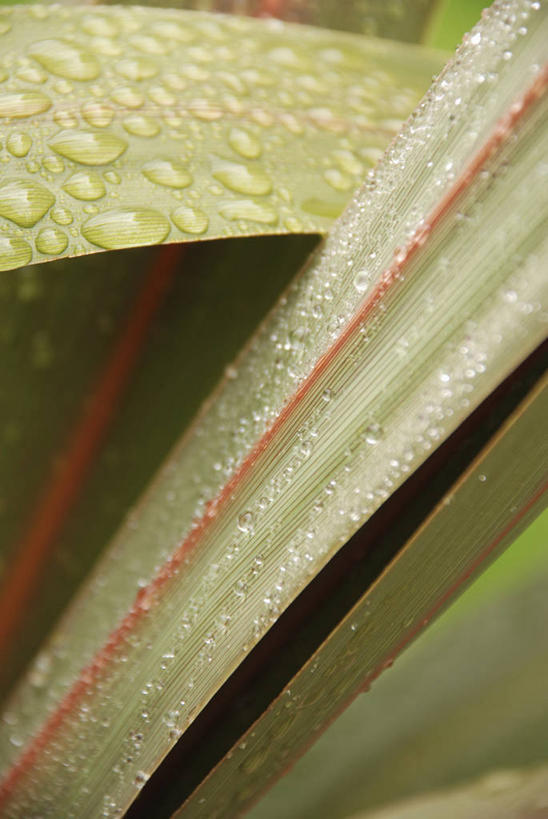 无人,竖图,室外,特写,白天,美景,水,雨,植物,百合花,龙血树,橄榄,叶子,液体,景观,水滴,树,一个,自然,景色,摄影,单个,环境,清新,自然风光,式样,狭叶龙血树,马骡蔗树,长花龙血树,不才树,彩图,全画面,全框架,全帧,全画幅