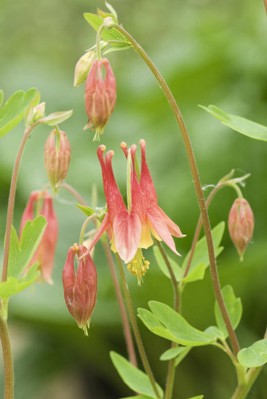 无人,竖图,室外,特写,白天,美景,植物,景观,花,自然,橙色,景色,摄影,环境,清新,自然风光,耧斗菜,彩图