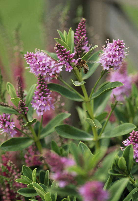 无人,竖图,室外,特写,白天,美景,植物,景观,花,粉色,自然,夏天,景色,摄影,灌木,环境,自然风光,常绿树,彩图,赫柏