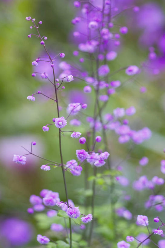无人,竖图,室外,特写,白天,美景,植物,景观,花,一个,粉色,自然,夏天,景色,摄影,单个,环境,脆弱,清新,自然风光,彩图,唐松草,多年生植物