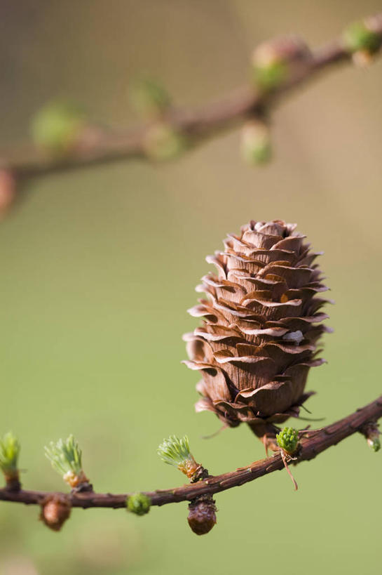 无人,竖图,室外,特写,白天,留白,美景,植物,景观,褐色,松果,种子,枝,树,一个,自然,景色,摄影,单个,环境,清新,自然风光,落叶树,落叶松,嫩枝,彩图,日本落叶松