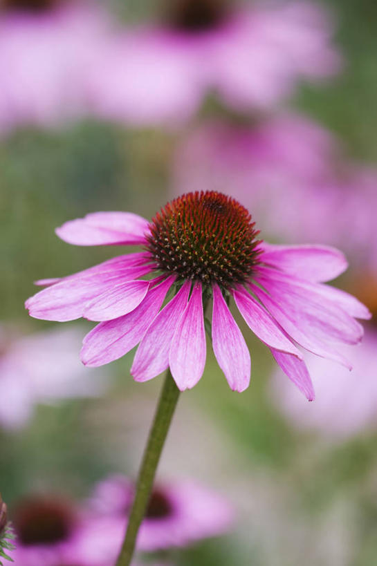 无人,竖图,室外,白天,美景,植物,景观,草药,花,粉色,自然,夏天,景色,摄影,金花菊,环境,清新,自然风光,紫锥花,彩图,多年生植物