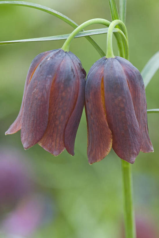 无人,竖图,室外,特写,白天,留白,美景,植物,吊挂,悬挂,小的,景观,褐色,一对,挂,花,排列,两个,自然,春天,景色,摄影,生长,环境,清新,自然风光,豹纹蝶,式样,彩图