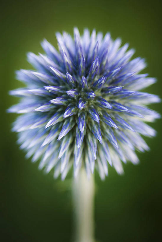 无人,竖图,室外,特写,白天,美景,植物,绿色背景,盛开,景观,花蕾,花,花瓣,花朵,鲜花,一朵,一个,绿色,自然,夏天,花苞,花蕊,球体,蓟,景色,摄影,单个,环境,锋利,尖锐,清新,自然风光,三维图形,蓝刺头,彩图,多年生植物