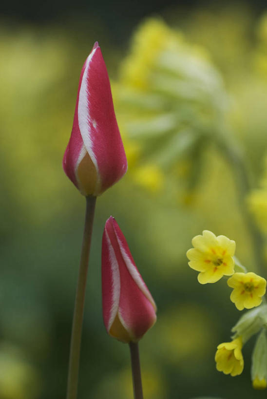无人,竖图,彩色,室外,特写,白天,留白,美景,植物,郁金香,蔬菜,新鲜,景观,食品,花,花瓣,食物,两个,粉色,黄色,自然,春天,景色,摄影,有机食品,绿色食品,生长,五颜六色,环境,色彩斑斓,清新,自然风光,五彩缤纷,反差,五彩斑斓,五光十色,黄花九轮草,彩图
