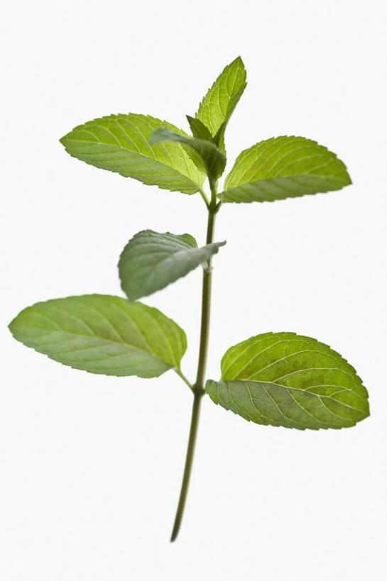 无人,竖图,彩色,室内,特写,留白,美景,植物,叶子,景观,薄荷,食品,糖果,薄荷叶,枝,饮品,饮食,食物,饮料,自然,景色,摄影,影棚,五颜六色,环境,明亮,色彩斑斓,草本,可口,清新,自然风光,摄影棚,五彩缤纷,五彩斑斓,嫩枝,适口,五光十色,胡椒薄荷,设计,彩图,影棚拍摄,拍摄