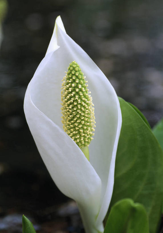 无人,竖图,室外,特写,白天,留白,植物,芦苇,英国,盛开,花蕾,花,花瓣,花朵,鲜花,一朵,白色,夏天,花苞,花蕊,摄影,清新,臭菘,彩图,佛焰苞,对焦,多年生植物