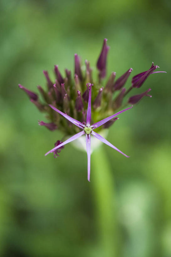 无人,竖图,室外,特写,白天,美景,植物,景观,星星,花,紫色,自然,景色,摄影,脆弱,自然风光,彩图,洋葱花,对焦