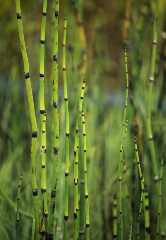 无人,竖图,彩色,室外,白天,留白,植物,英国,条纹,茎,绿色,黑色,马尾,摄影,五颜六色,色彩斑斓,柔焦,五彩缤纷,五彩斑斓,式样,五光十色,彩图,对焦,多年生植物
