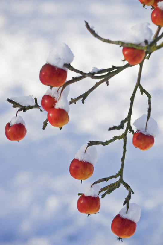 无人,竖图,彩色,室外,特写,白天,留白,雪,植物,苹果,水果,英国,冬天,海棠,果树,枝,树,树木,红色,绿色,自然,寒冷,摄影,生长,成长,五颜六色,色彩斑斓,清新,五彩缤纷,苹果树,落叶树,五彩斑斓,五光十色,秋天,彩图,对焦