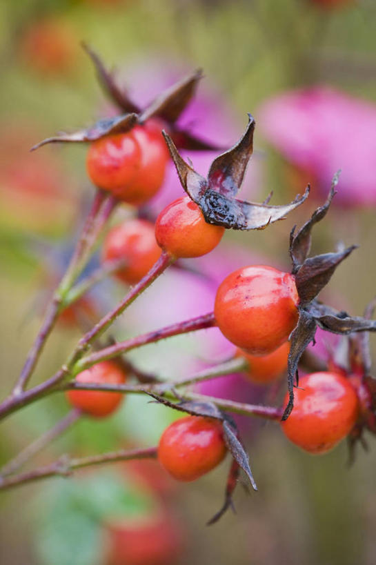 无人,竖图,彩色,室外,特写,白天,留白,植物,玫瑰,浆果,英国,饮食,红色,橙色,摄影,五颜六色,色彩斑斓,清新,五彩缤纷,蔷薇果,五彩斑斓,五光十色,秋天,彩图,对焦