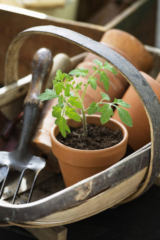 无人,竖图,室外,白天,美景,植物,静物,花盆,景观,园艺,自然,线绳,景色,摄影,清新,自然风光,彩图