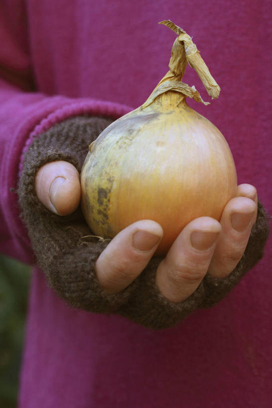 西方人,成年人,手,一个人,竖图,室外,特写,白天,留白,正面,毛衣,安全,农业,农作物,蔬菜,洋葱,英国,欧洲,欧洲人,仅一个男性,一把,朦胧,模糊,装饰,田地,园艺,冬天,生食,食品,防护,饮品,拿着,饮食,英格兰,食物,饮料,一个,粉色,手套,温暖,人体,摄影,生活方式,单个,保暖,保护,华丽,点缀,御寒,可口,清新,保险,选择,连指手套,英国文化,保全,周全,安稳,安定,衬托,美观,雅致,雅观,防护手套,适口,平安,男人,白种人,秋天,彩图,对焦