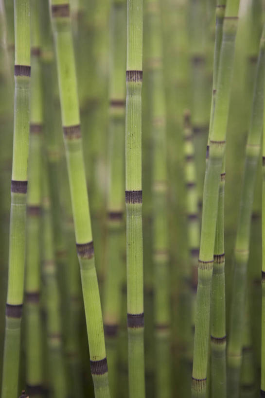 无人,竖图,室外,特写,白天,留白,背景,美景,植物,叶子,条纹,景观,茎,绿色,黑色,自然,景色,马尾,摄影,自然风光,柔焦,式样,彩图,全画面,全框架,全帧,全画幅,对焦,多年生植物