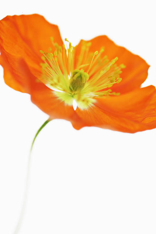 无人,竖图,特写,留白,白色背景,美景,植物,盛开,景观,茎,花蕾,花,花瓣,花朵,鲜花,一朵,一个,自然,花苞,花蕊,橙色,景色,摄影,影棚,单个,雄蕊,清新,自然风光,摄影棚,逆光,冰岛罂粟,彩图,影棚拍摄,拍摄,对焦