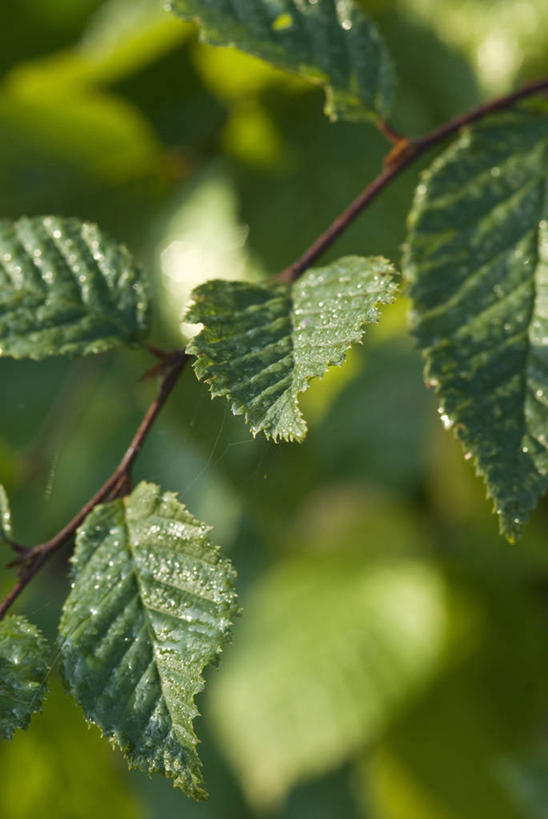 无人,竖图,室外,特写,白天,留白,美景,植物,叶子,日光,景观,枝,树,绿色,自然,夏天,景色,摄影,清新,自然风光,柔焦,落叶树,彩图,角树,对焦