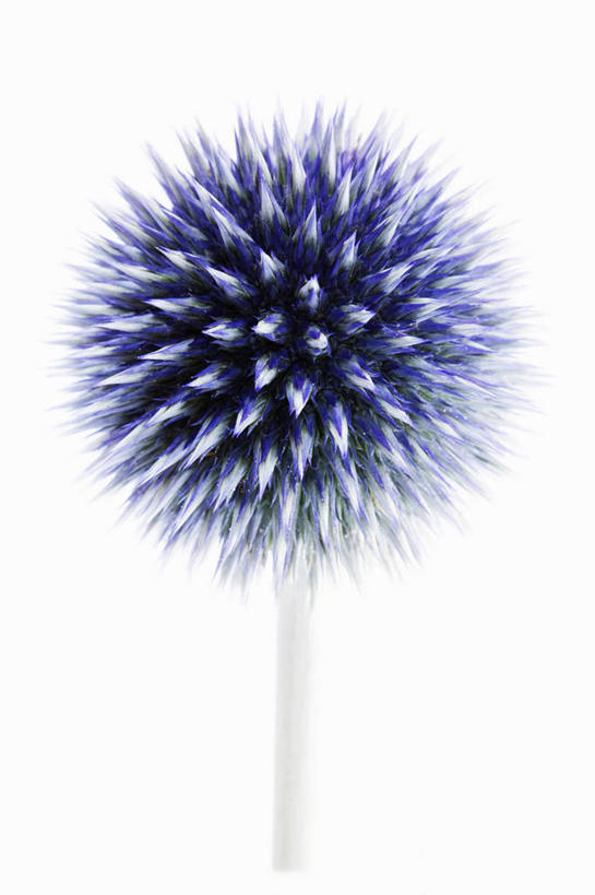 无人,竖图,特写,留白,白色背景,美景,植物,盛开,景观,花蕾,花,花瓣,花朵,鲜花,一朵,蓝色,自然,花苞,花蕊,球体,景色,摄影,影棚,锋利,尖锐,荆棘,自然风光,摄影棚,蓝刺头,设计,彩图,影棚拍摄,拍摄,多年生植物