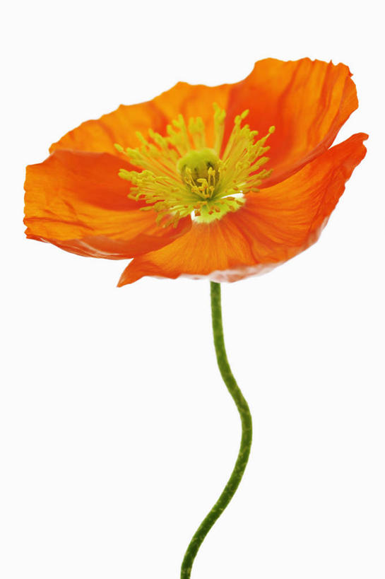 无人,竖图,特写,留白,白色背景,美景,植物,盛开,景观,茎,花蕾,花,花瓣,花朵,鲜花,一朵,一个,自然,花苞,花蕊,橙色,景色,摄影,影棚,单个,雄蕊,清新,自然风光,摄影棚,逆光,冰岛罂粟,彩图,影棚拍摄,拍摄,对焦