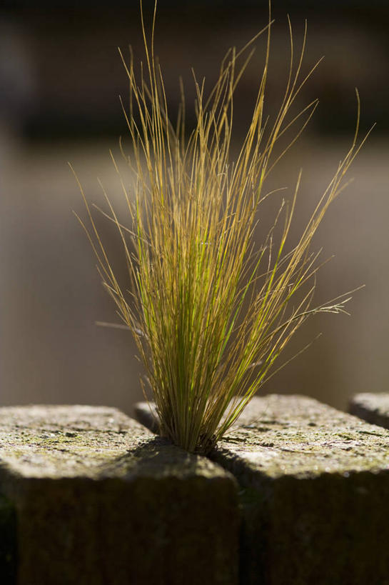 无人,竖图,室外,特写,白天,留白,美景,植物,叶子,日光,裂缝,墙,景观,褐色,草,绿色,自然,景色,摄影,生长,自然风光,逆光,观赏草,彩图,对焦