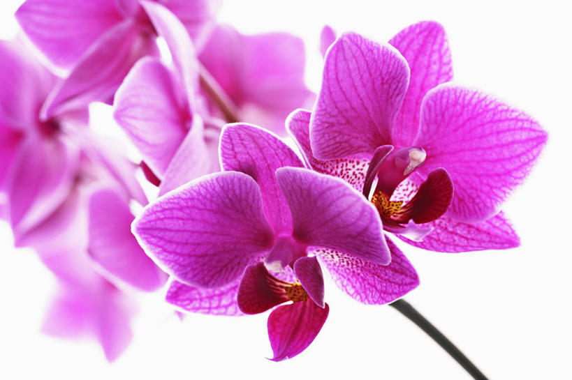 无人,横图,特写,留白,白色背景,美景,植物,蝴蝶兰,景观,花,花瓣,粉色,红色,自然,景色,摄影,影棚,清新,自然风光,摄影棚,逆光,式样,彩图,影棚拍摄,拍摄