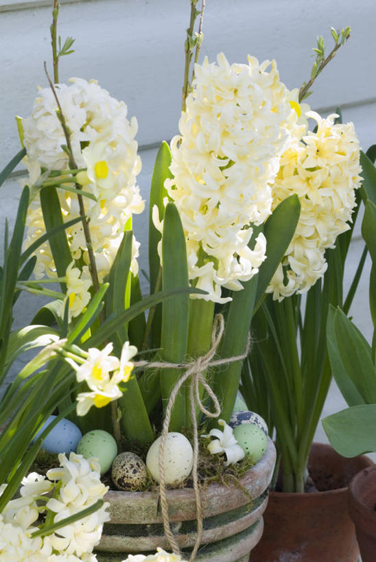 无人,竖图,特写,白天,美景,植物,风信子,蔬菜,静物,叶子,花盆,复活节,捆扎,新鲜,景观,食品,花,花瓣,食物,黄色,绿色,白色,自然,容器,春天,线绳,景色,摄影,有机食品,绿色食品,自然风光,复活节彩蛋,彩图,对焦