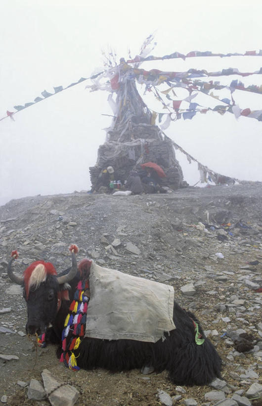 东方人,两个人,坐,竖图,室外,白天,正面,民族服装,旅游,度假,美景,牛,中国,亚洲,一排,一头,许多,整齐,并列,并排,景观,很多,注视,黄种人,娱乐,西藏,经幡,排列,天空,自然,动物,天,观察,看,享受,休闲,家畜,景色,放松,牲畜,观看,察看,队列,关注,自然风光,平行,藏,东亚,西藏自治区,风马旗,中华人民共和国,西南地区,高原之舟,天祝白牦牛,男人,男性,女人,女性,中年男性,中年女性,亚洲人,牦牛,坐着,彩图,全身,传统服装,民俗服