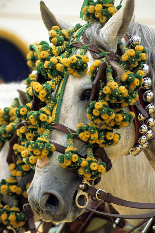 头,无人,站,竖图,室外,白天,正面,马,野生动物,西班牙,欧洲,朦胧,模糊,装饰,注视,安达卢西亚,一匹,装饰品,黄色,动物,装饰物,观察,看,站着,运输,牲畜,观看,华丽,修饰,点缀,察看,关注,南欧,安达鲁西亚,饰物,加的斯,西班牙王国,衬托,美观,雅致,雅观,安达卢西亚自治区,赫雷斯.德拉弗龙特拉,头部,站立,半身,彩图