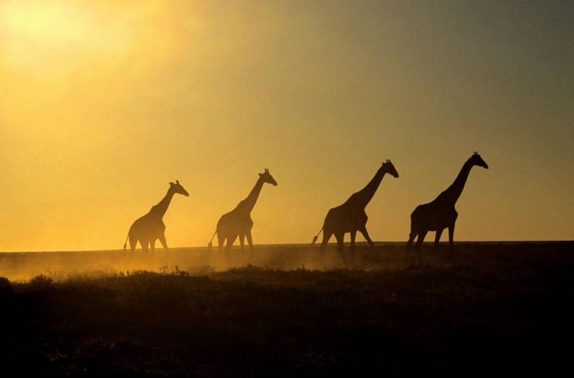 无人,公园,走,横图,室外,白天,侧面,旅游,度假,美景,日落,哺乳动物,长颈鹿,野生动物,非洲,纳米比亚,四只,一排,整齐,景观,晚霞,霞光,落日,背光,娱乐,排列,自然,黄昏,动物,享受,休闲,景色,彩霞,放松,活泼,国家公园,队列,自然风光,逆光,埃托沙公园,埃托沙国家公园,纳米比亚共和国,夕照,薄暮,夕阳,步行,散步,走路,彩图,全身,傍晚,斜阳