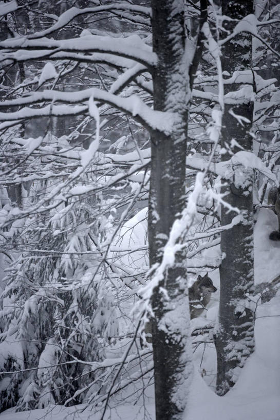 无人,站,竖图,室外,白天,侧面,旅游,度假,美景,森林,树林,雪,植物,大雪,狼,野生动物,德国,欧洲,积雪,景观,雪景,冬季,冬天,树桩,娱乐,树,树干,树木,一只,绿色,自然,动物,站着,享受,休闲,木桩,景色,放松,寒冷,生长,成长,西欧,自然风光,凶猛,德意志联邦共和国,严寒,巴伐利亚,巴伐利亚州,拜恩州,拜恩自由州,残暴,凶残,灰狼,站立,彩图,全身,犬科动物