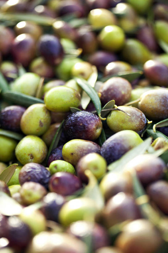 无人,竖图,俯视,室外,特写,白天,橄榄,水果,叶子,一堆,许多,堆叠,堆积,朦胧,模糊,新鲜,生食,食品,果实,绿叶,很多,食物,嫩叶,有机食品,绿色食品,堆,黑橄榄,乌橄榄,乌榄,油橄榄,叶,叶片,青果,白榄,彩图,高角度拍摄