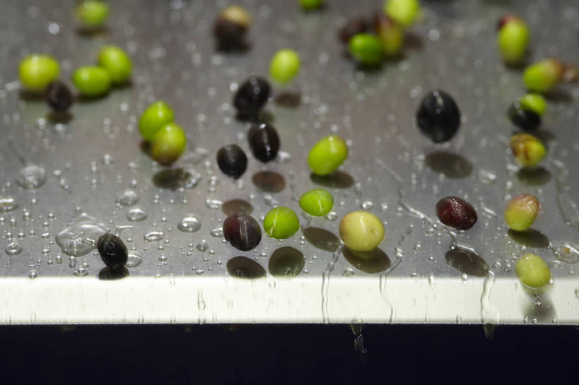 无人,工厂,搬运,横图,俯视,室内,特写,白天,橄榄,水果,金属制品,法国,欧洲,许多,阴影,朦胧,模糊,新鲜,反射,传输,金属,影子,生食,食品,果实,很多,食物,排列,工业,运输,有机食品,绿色食品,传送带,黑橄榄,便利,传送,西欧,法兰西,载具,传输带,乌橄榄,乌榄,瓦尔省,法兰西共和国,法兰西第五共和国,方便,摆列,油橄榄,普罗旺斯.阿尔卑斯.蓝色海岸,普罗旺斯.阿尔卑斯.蓝色海岸大区,青果,白榄,彩图,高角度拍摄,制造厂,生产工厂,土伦区,布列,分列,拉卡迪埃达聚